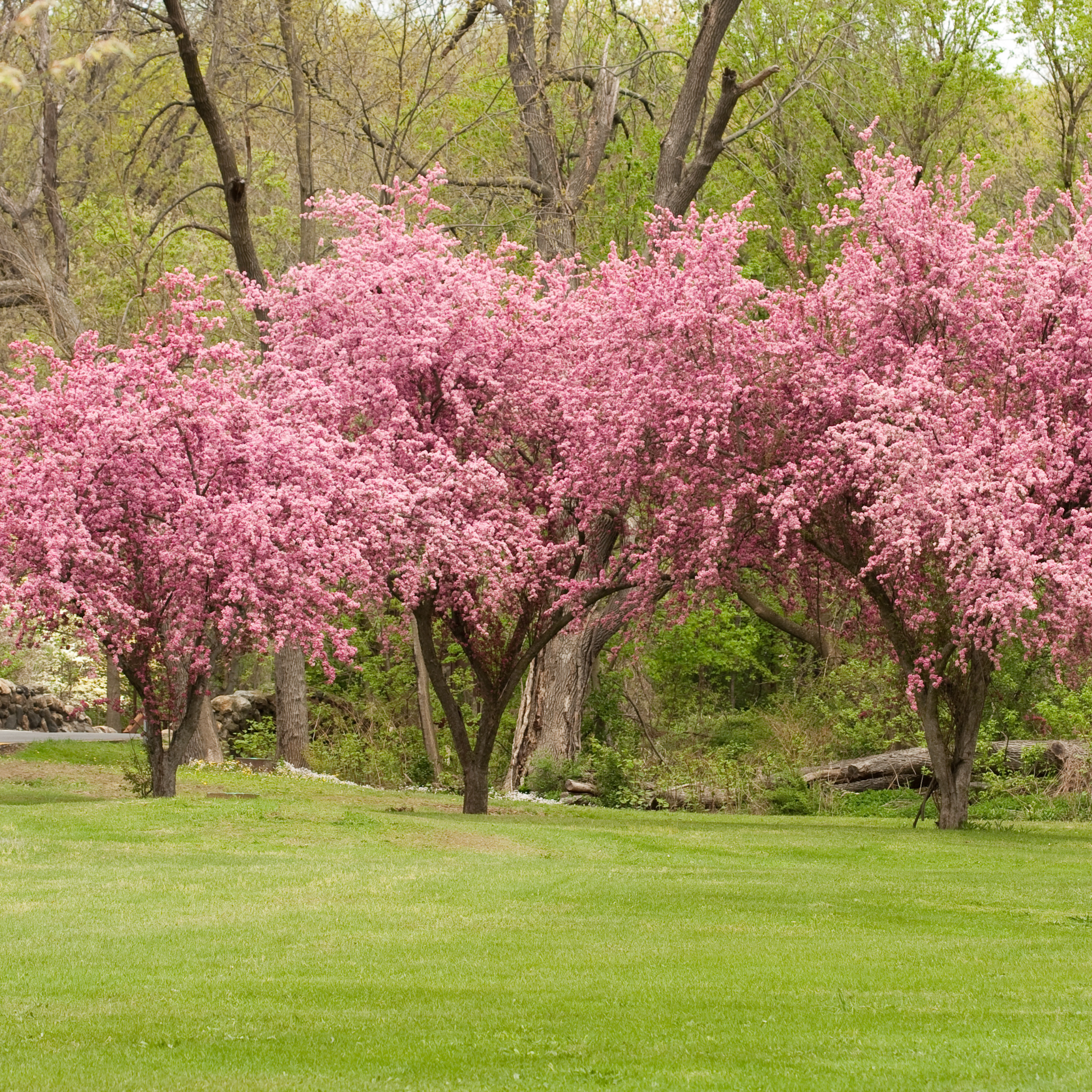 A row of mature Adams Crabapple trees in full spring bloom with dense pink flowers