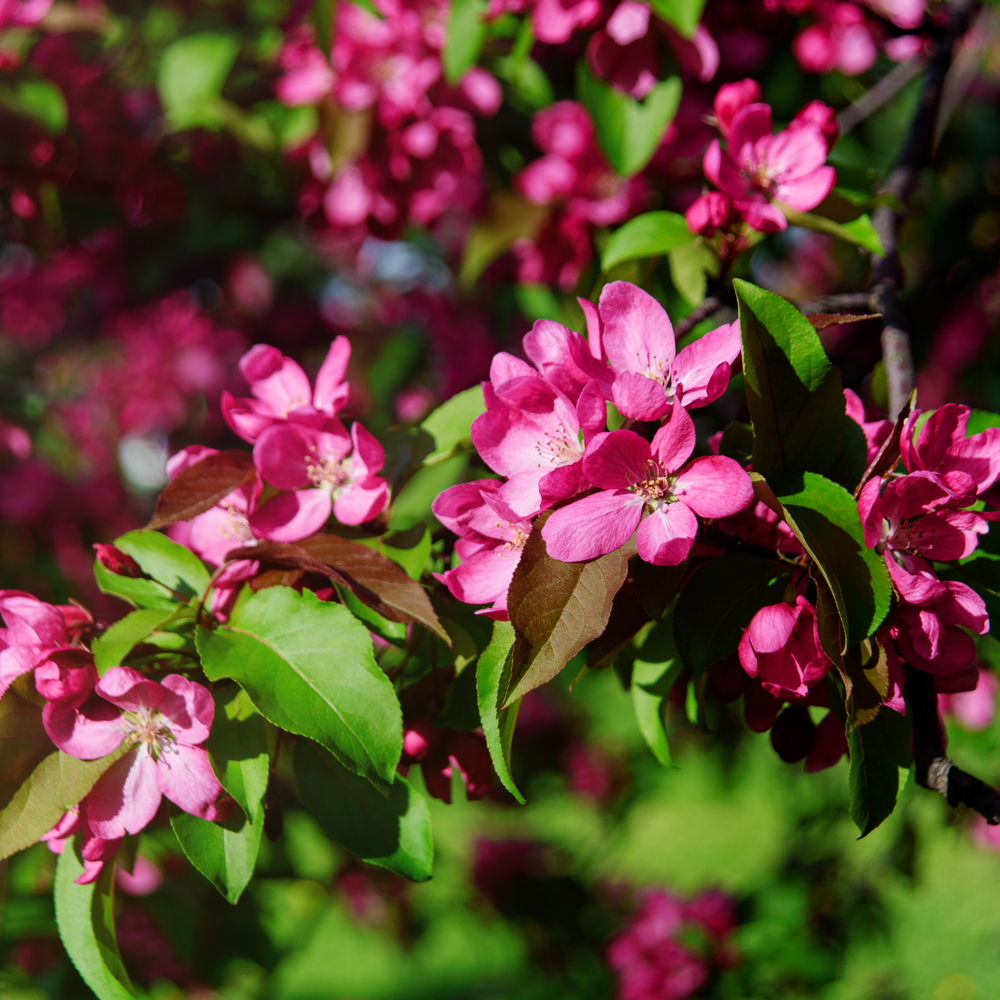 Close-up of bright pink spring blossoms on an Adams Crabapple tree branch