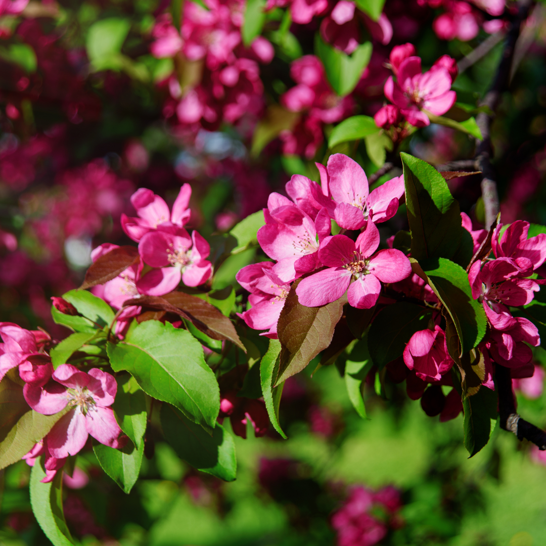 Close-up of bright pink spring blossoms on an Adams Crabapple tree branch