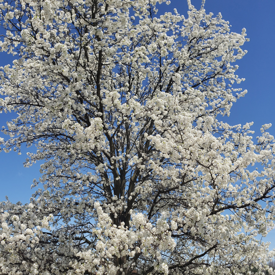 A mature Callaway Crabapple tree in full spring bloom with profuse white flowers