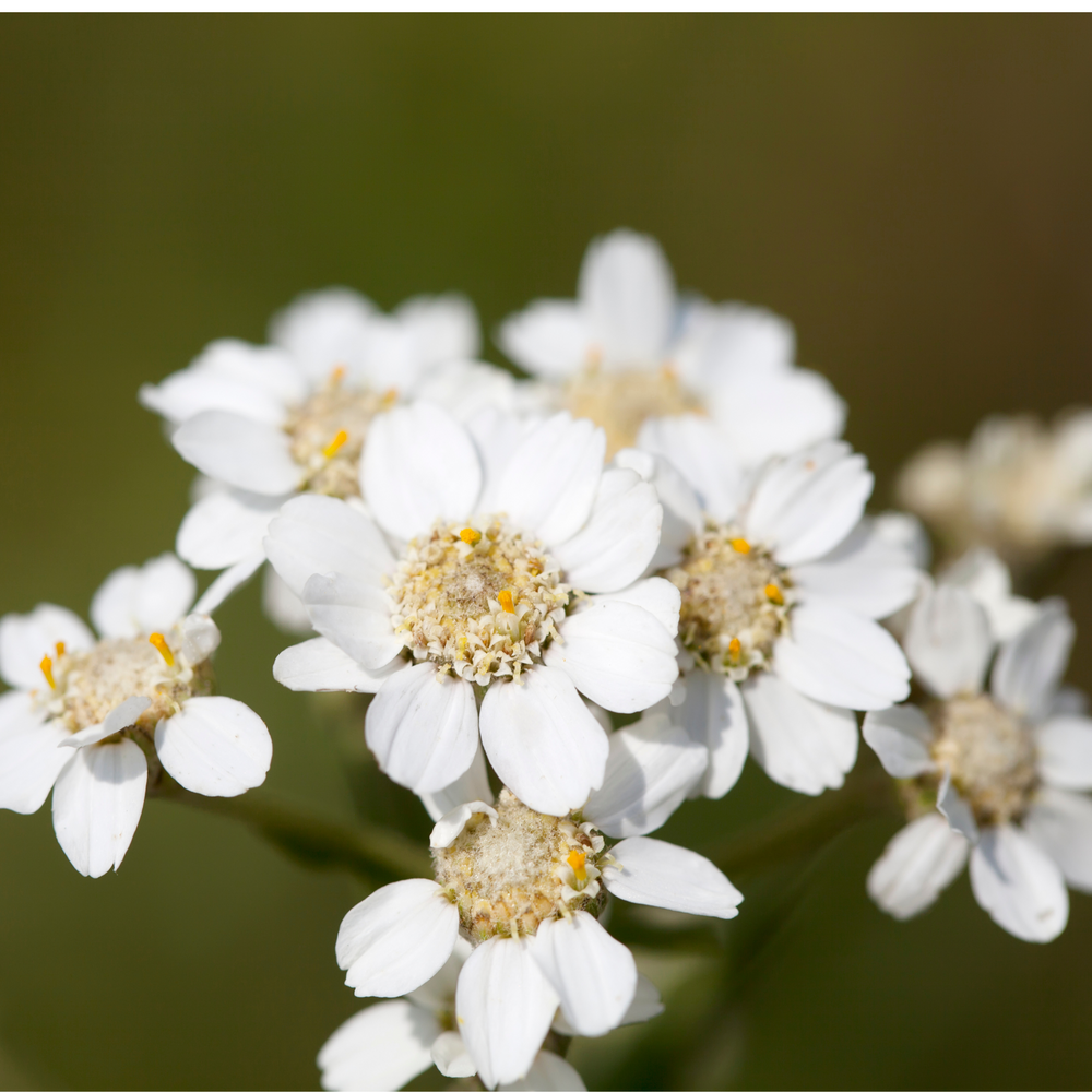 Close-up of white spring blossoms with yellow centers on a Callaway Crabapple tree branch