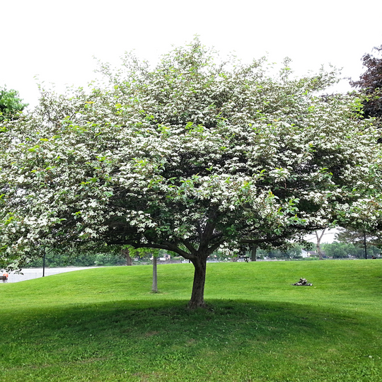 A mature Dolgo Crabapple tree in full spring bloom with profuse white flowers