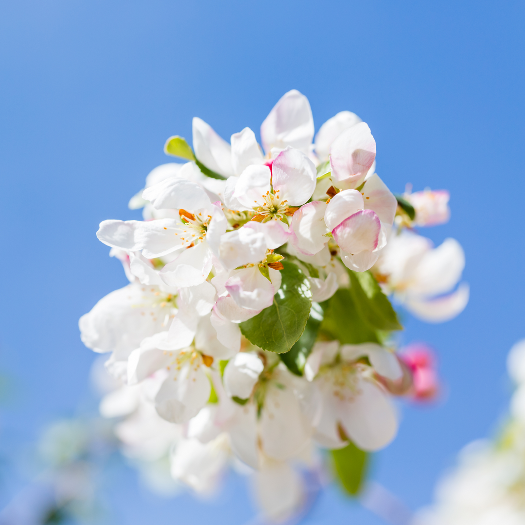 Close-up of white spring blossoms with yellow centers on a Dolgo Crabapple tree branch