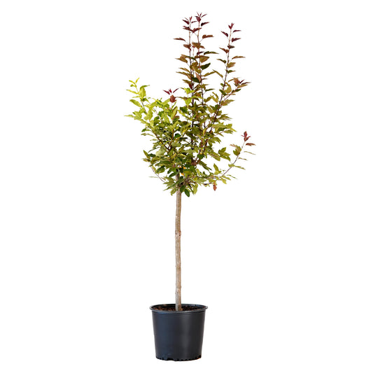 Potted Double Flowering Adams and Dolgo Crabapple tree in a black nursery pot