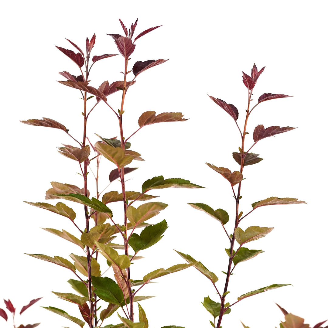 Close-up of wine-red new growth and green leaves on a Double Flowering Adams and Dolgo Crabapple tree