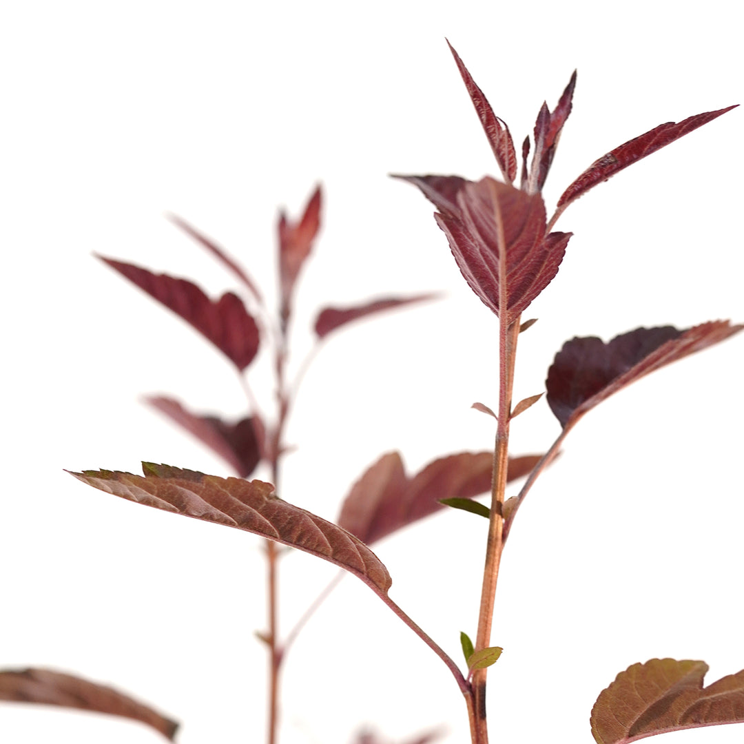 Close-up of wine-red new growth stems on a Double Flowering Adams and Dolgo Crabapple tree