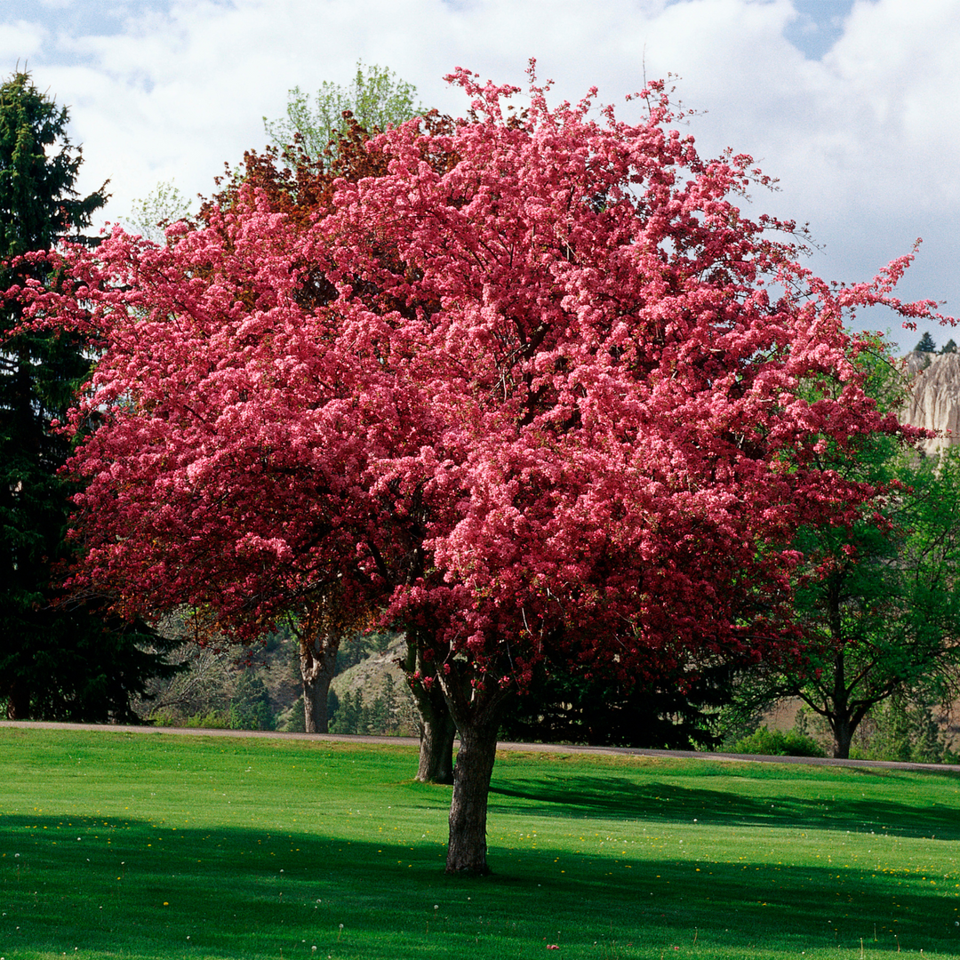 A mature Profusion Crabapple tree in full spring bloom with abundant deep pink blossoms