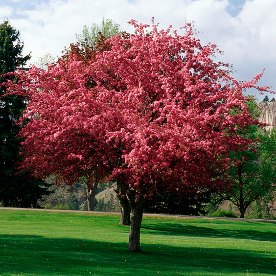 A mature Profusion Crabapple tree in full spring bloom with abundant deep pink blossoms