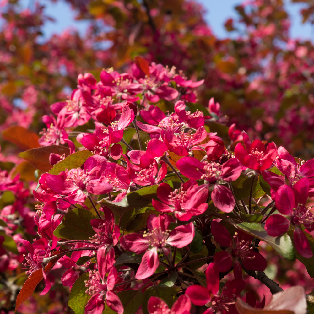 Close-up of deep pink spring blossoms and purple-tinted leaves on a Profusion Crabapple tree branch