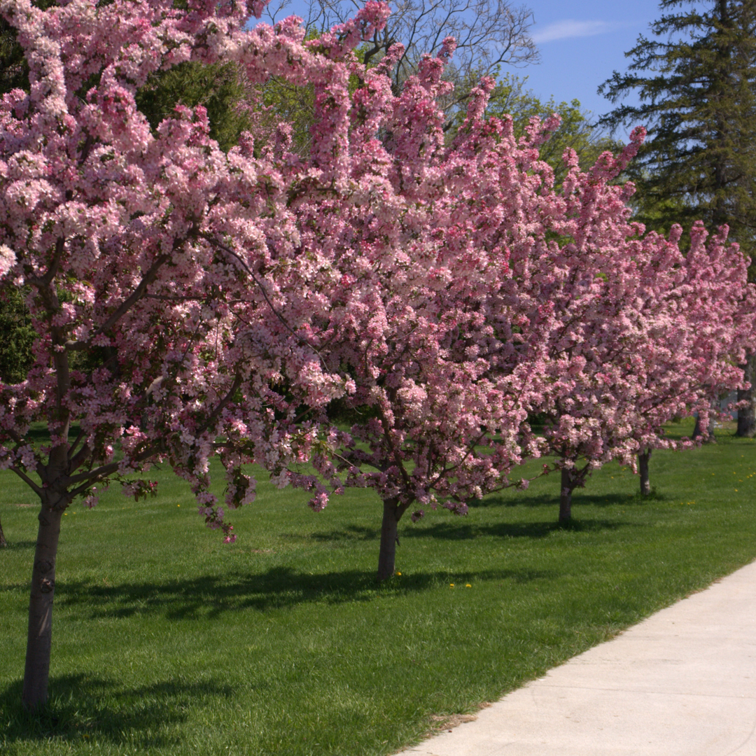 A pathway lined with Robinson Crabapple trees in full spring bloom with pink blossoms