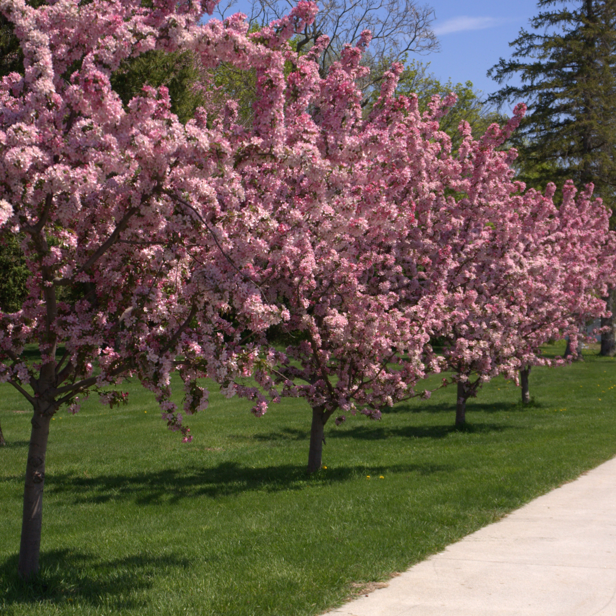 A pathway lined with Robinson Crabapple trees in full spring bloom with pink blossoms