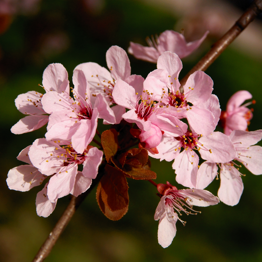 Close-up of bright pink spring blossoms on a Robinson Crabapple tree branch