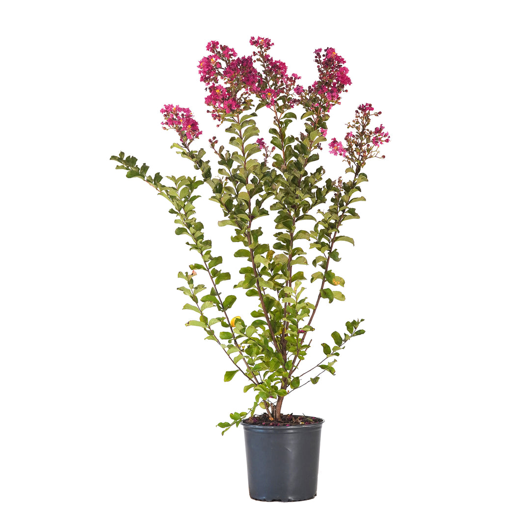 Potted Hot Pink Crape Myrtle featuring green leaves and vibrant pink flower clusters against a white background