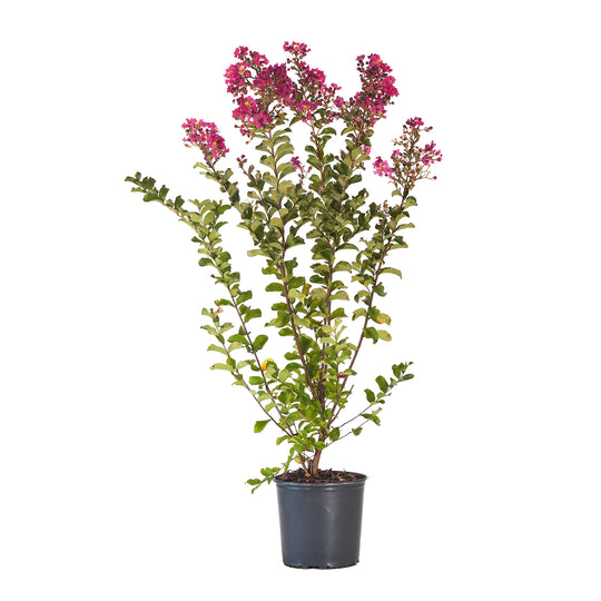 Potted Hot Pink Crape Myrtle featuring green leaves and vibrant pink flower clusters against a white background