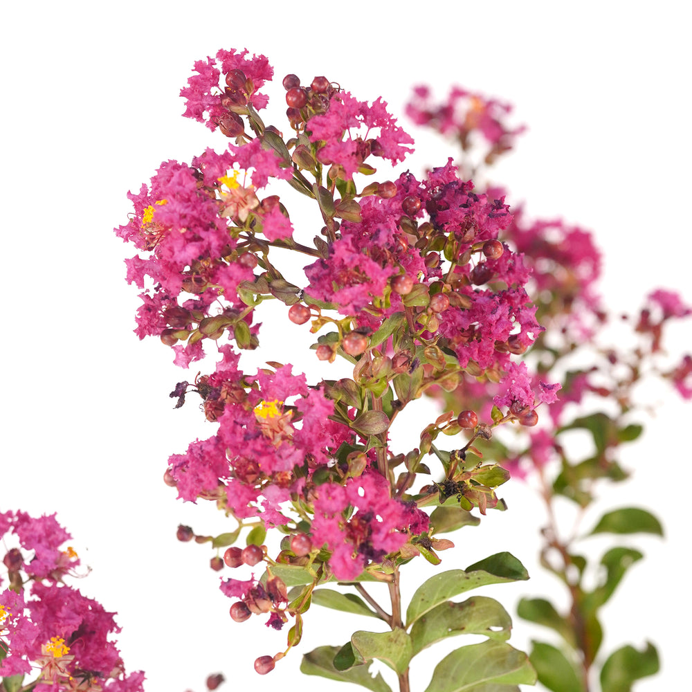 Close-up of vibrant Hot Pink Crape Myrtle flower clusters against