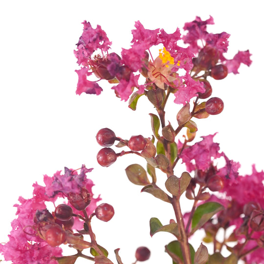 Close-up of Hot Pink Crape Myrtle blossoms with yellow stamens and rounded flower buds