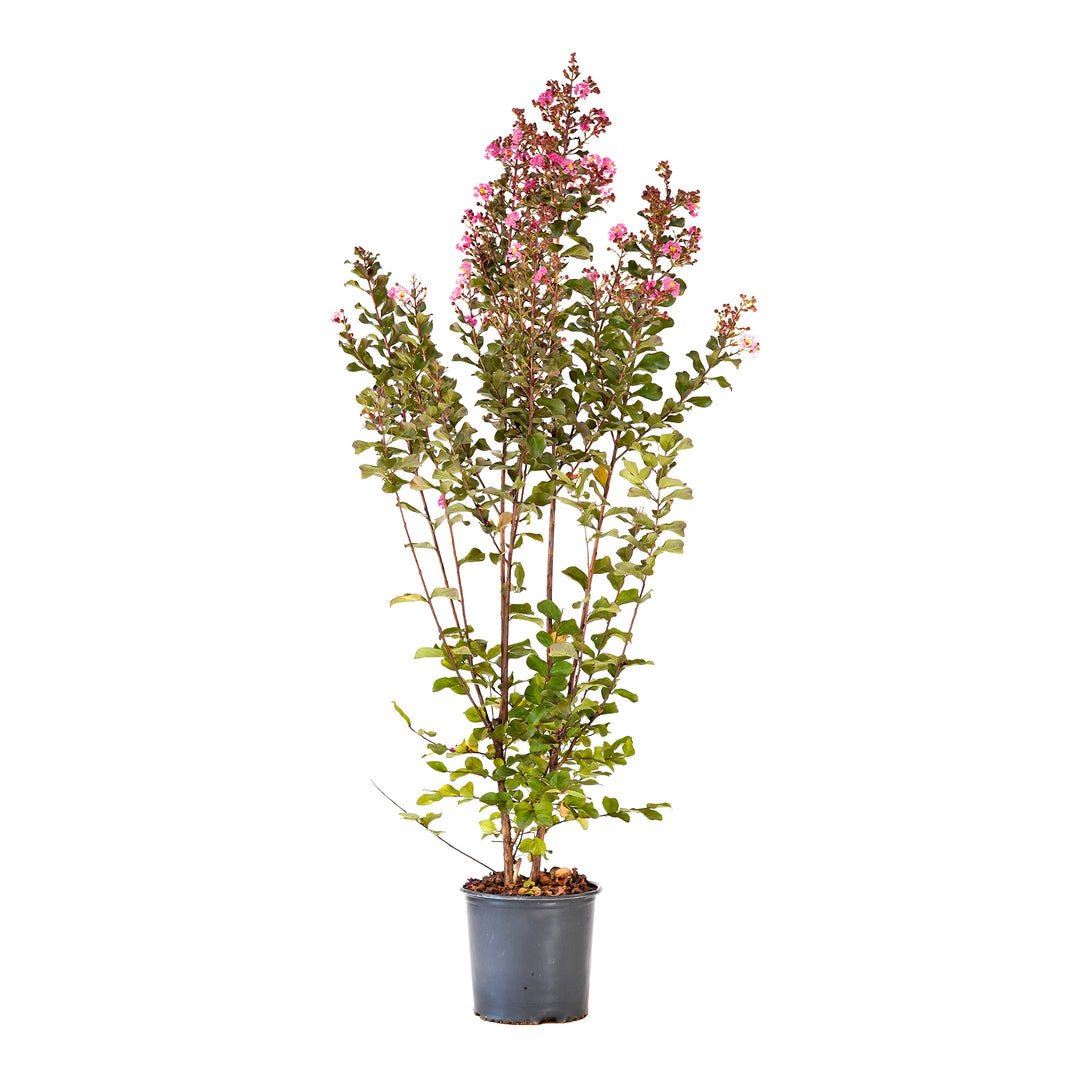 Pink Crape Myrtle tree with vibrant pink flowers in a black nursery pot