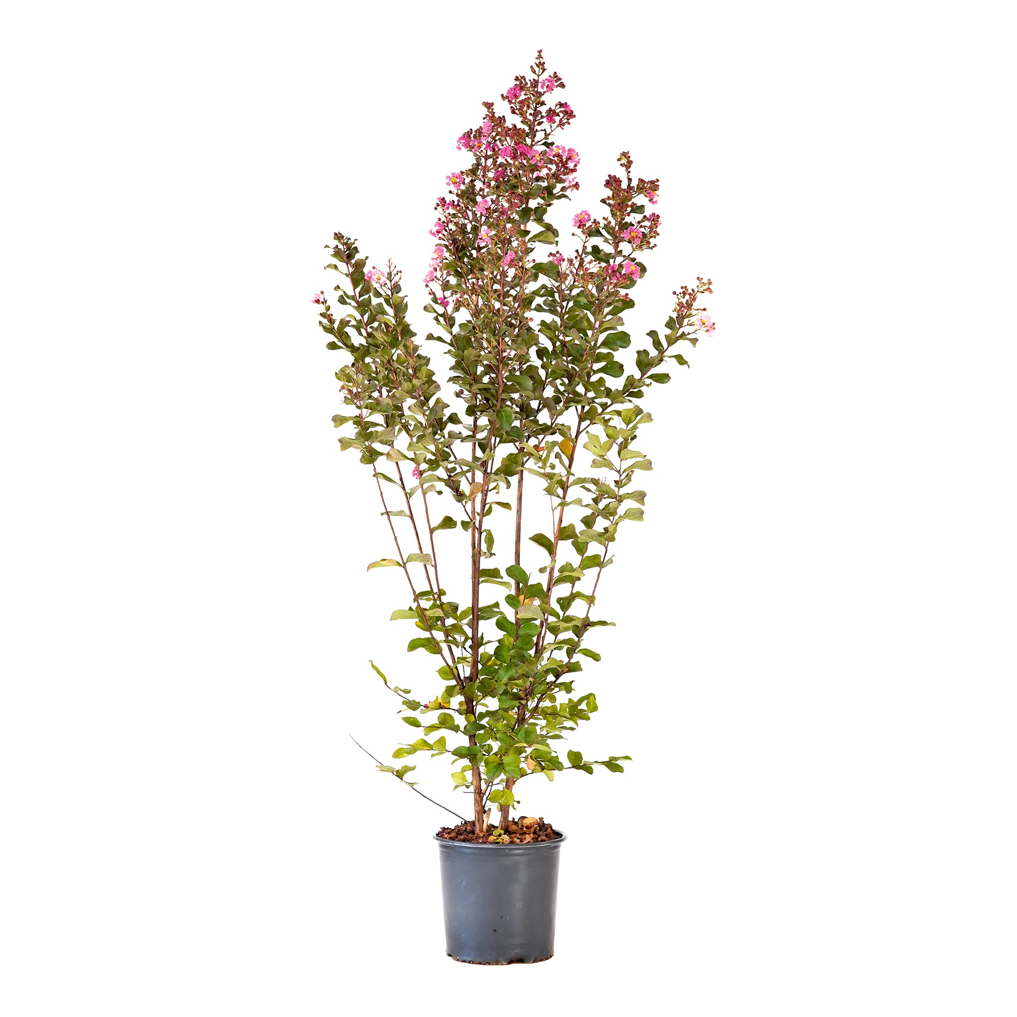 Pink Crape Myrtle tree with vibrant pink flowers in a black nursery pot
