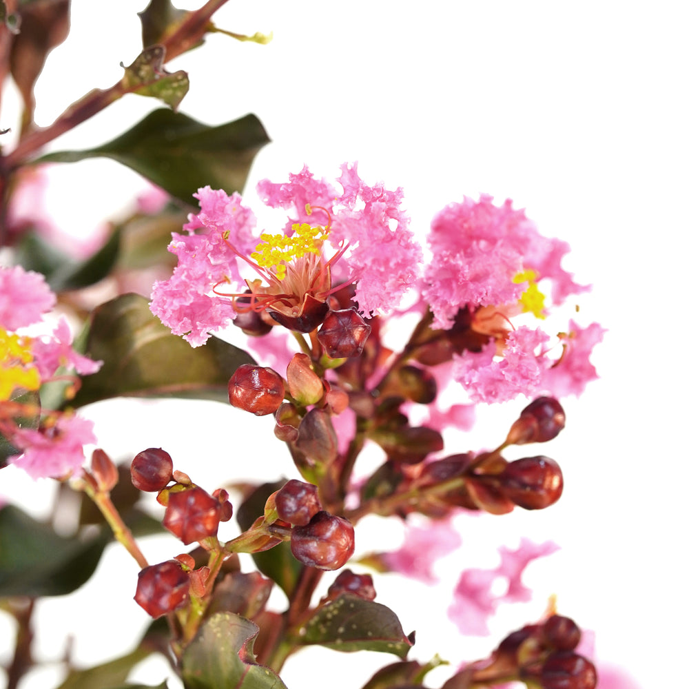 Close-up of bright pink flower clusters and buds on a Pink Crape Myrtle tree against a white background