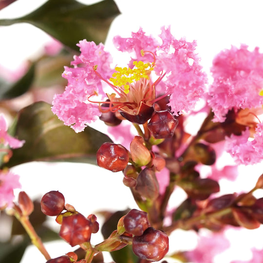 Macro close-up of ruffled pink flowers and round buds on a Pink Crape Myrtle tree against a white background