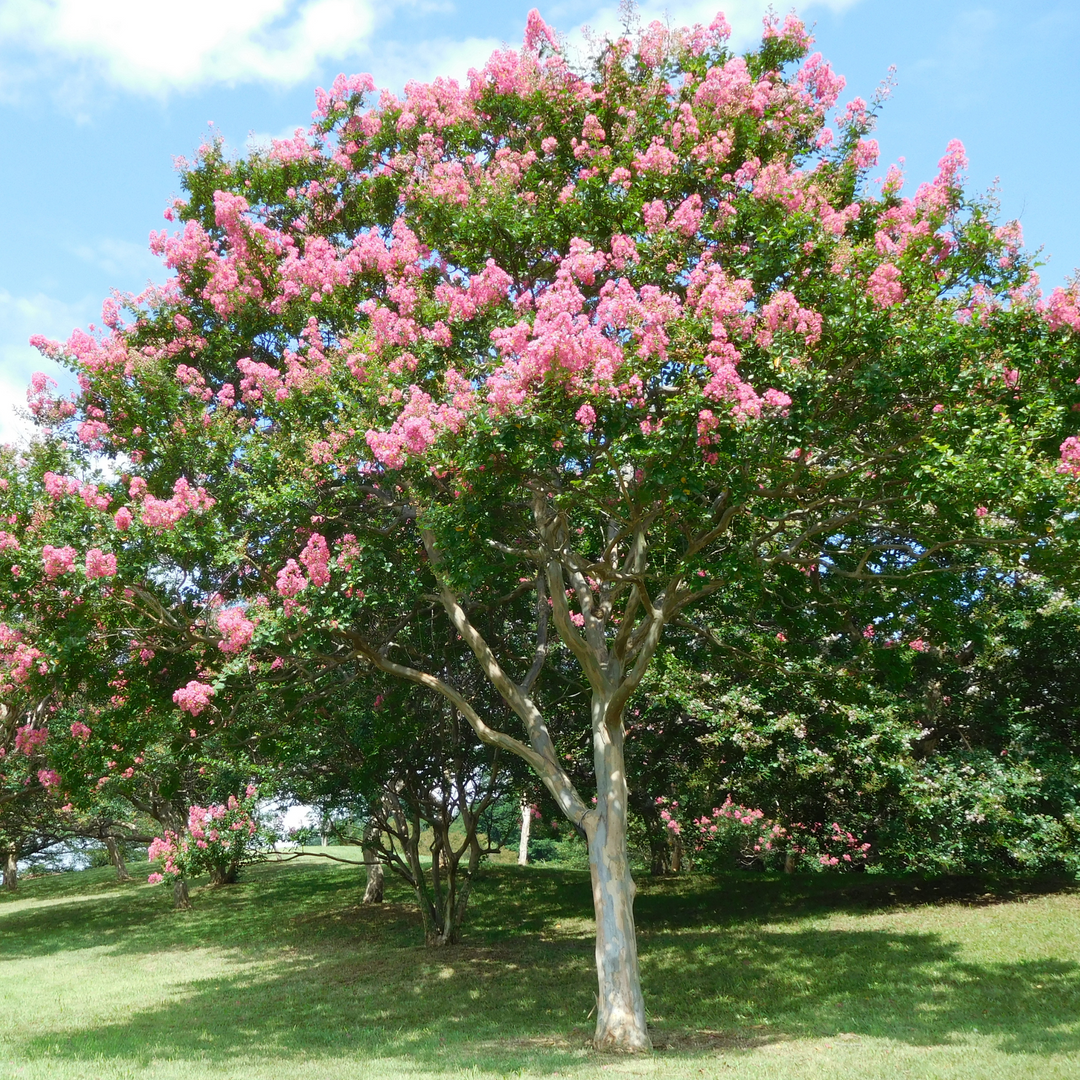 Mature Pink Crape Myrtle tree in full summer bloom in a sunny landscape