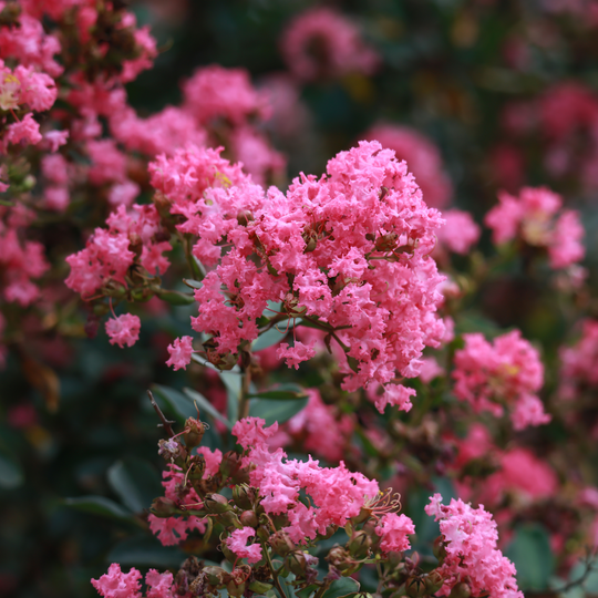 Close-up of a vibrant pink flower cluster on a Pink Crape Myrtle tree in a natural setting