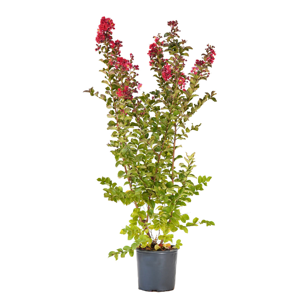 Potted Red Crape Myrtle featuring green leaves and clusters of deep red flowers against a white background