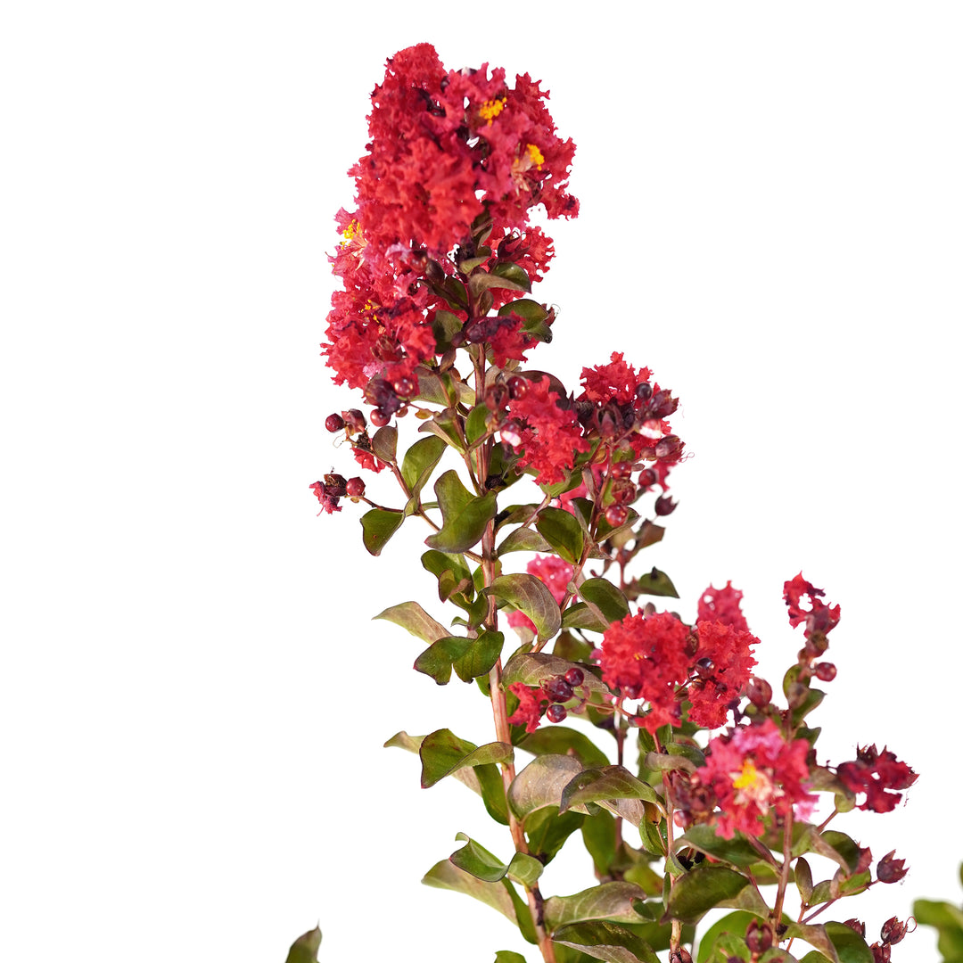 Close-up of vibrant Red Crape Myrtle flower clusters against a white background