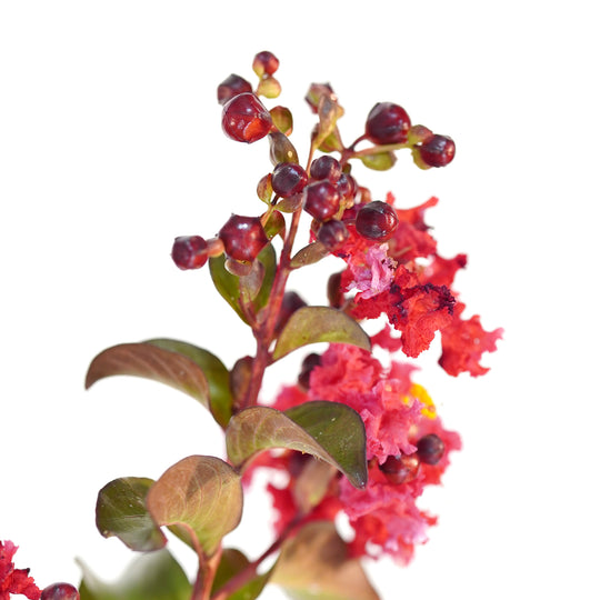 Close-up of Red Crape Myrtle flower buds and crinkled red blossoms against a white background
