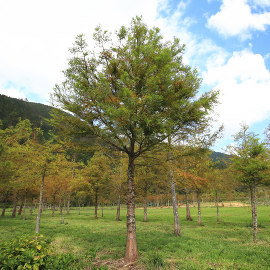 Landscape view of Bald Cypress trees with green feathery foliage in a sunny field