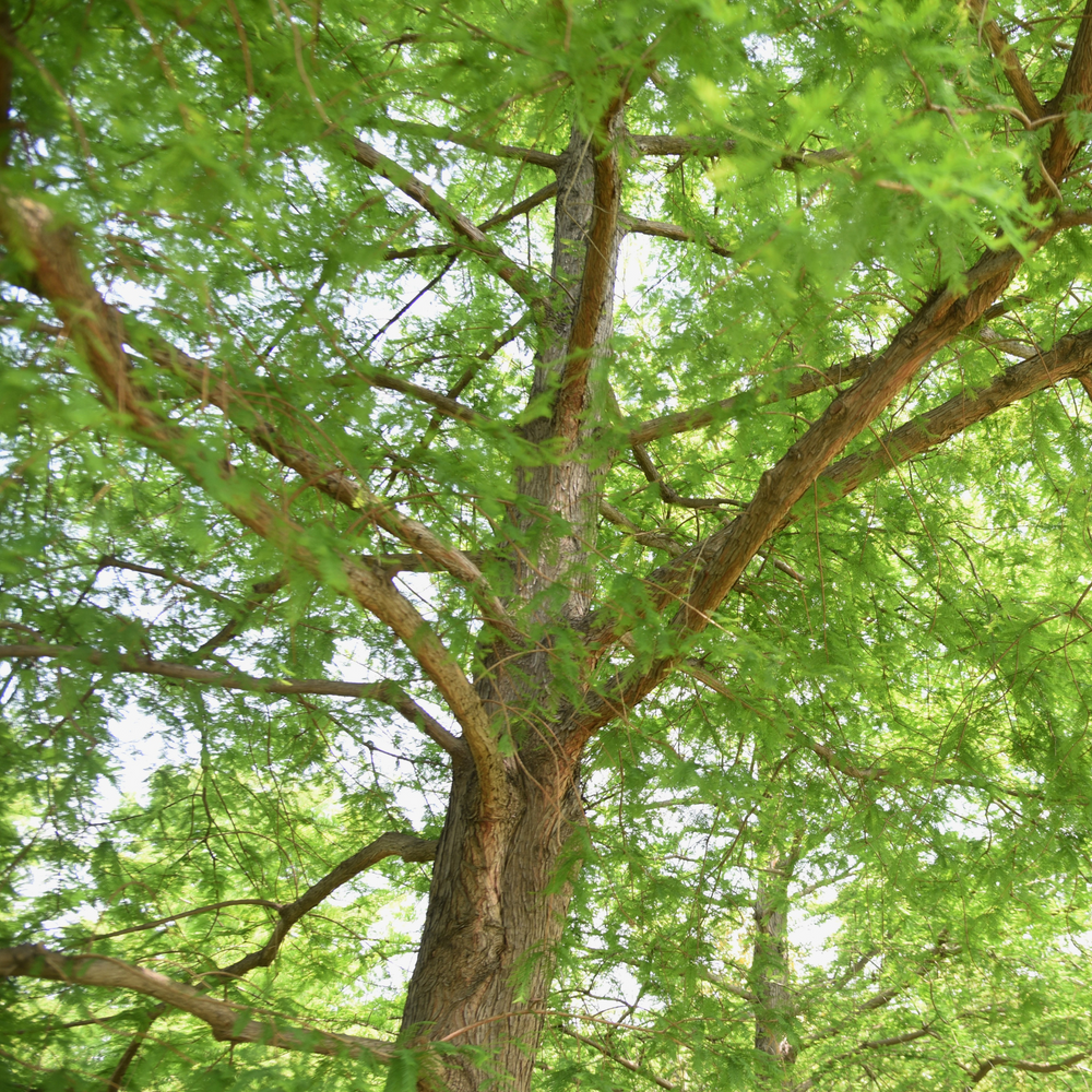 Close-up of branches and green feathery foliage in the canopy of a Bald Cypress tree