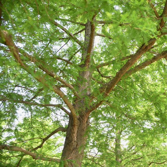 Close-up of branches and green feathery foliage in the canopy of a Bald Cypress tree