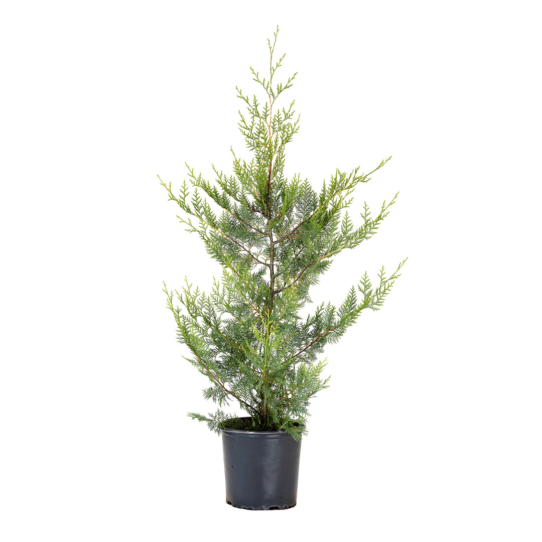 A potted Murray cypress tree with green dense foliage, planted in a black pot against a white background.