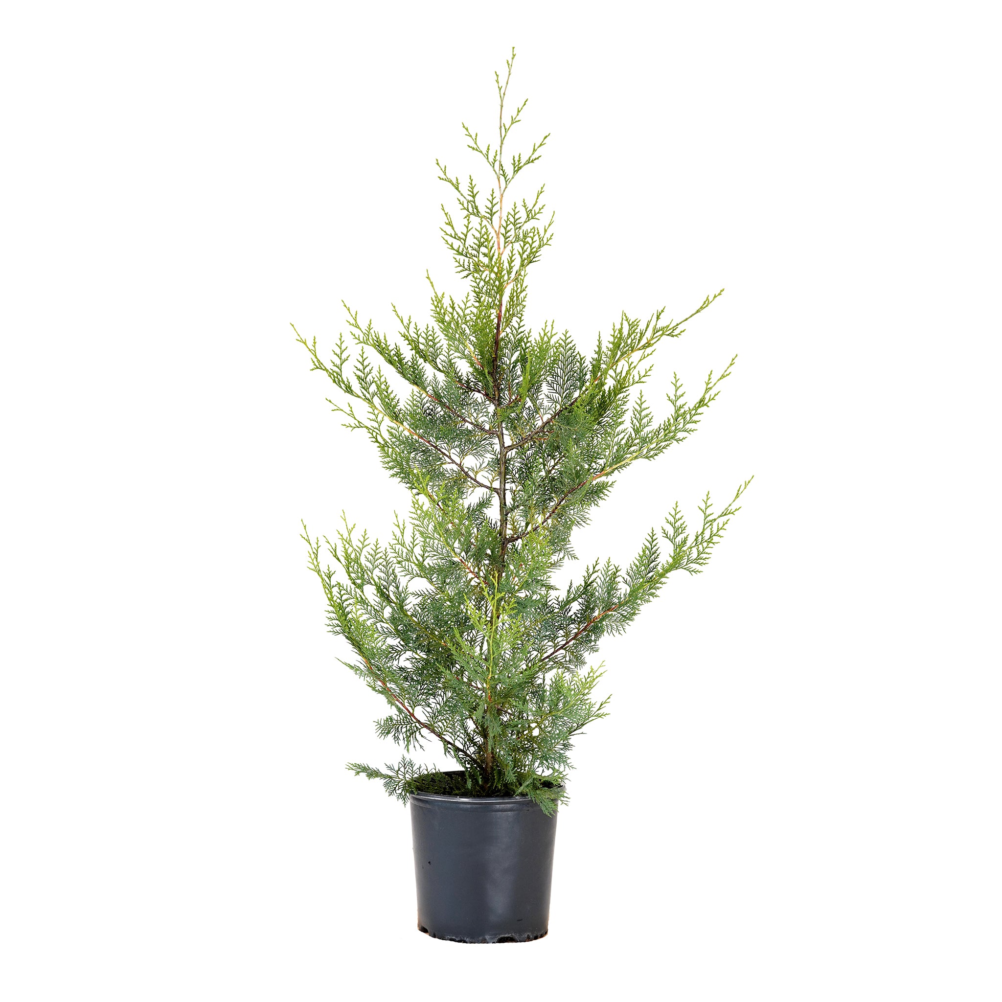 A potted Murray cypress tree with green dense foliage, planted in a black pot against a white background.