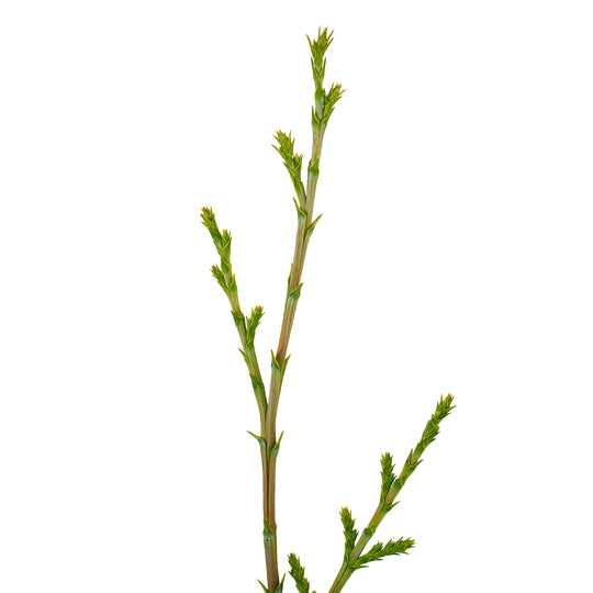 Detailed view of the dark green scale-like leaves and central stem of a healthy Murray Cypress evergreen