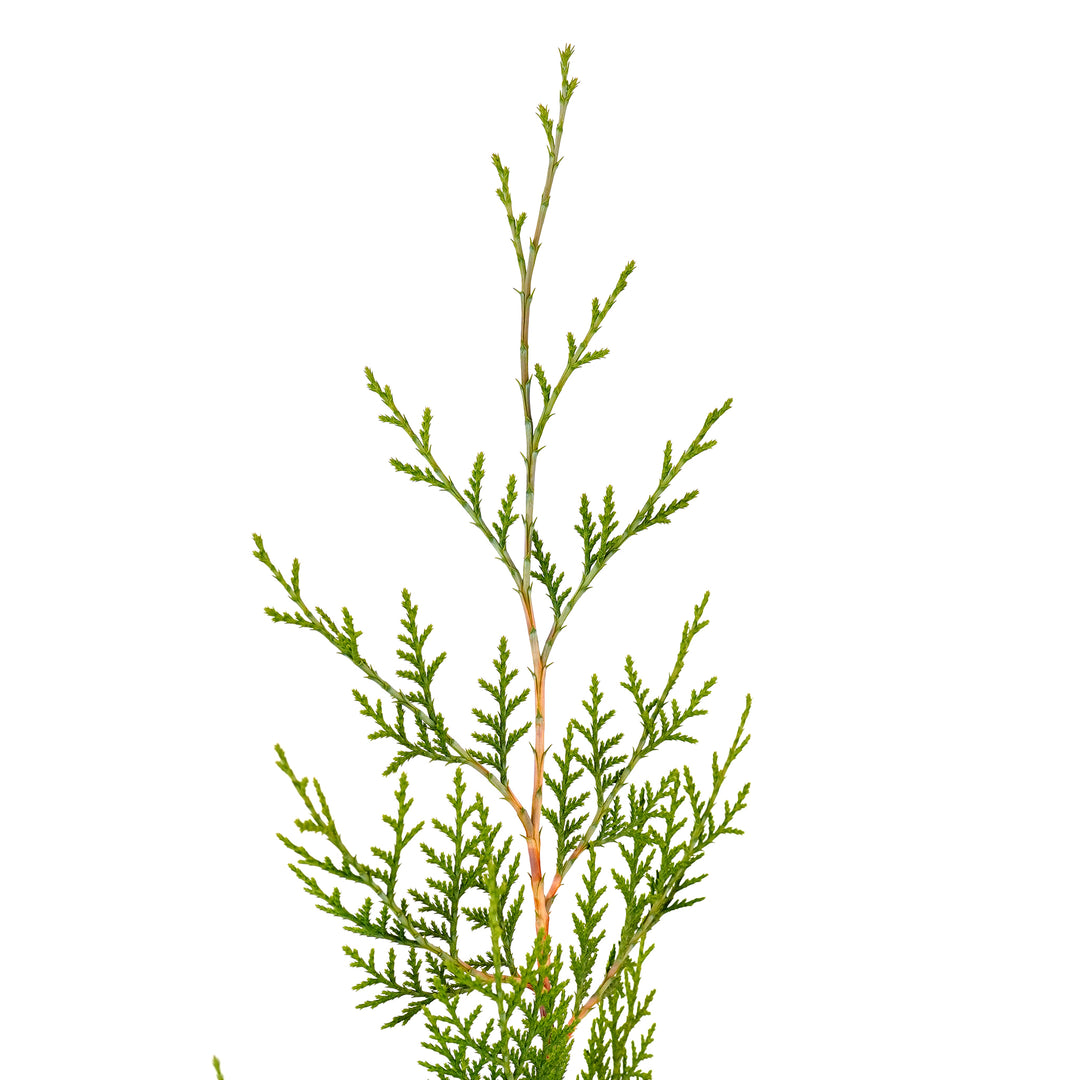 Close-up of the leading branch tip and new green growth on a Murray Cypress tree against a white background