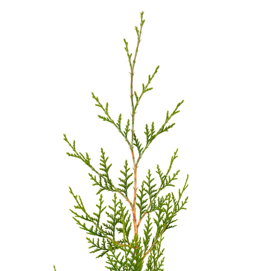 Close-up of the leading branch tip and new green growth on a Murray Cypress tree against a white background