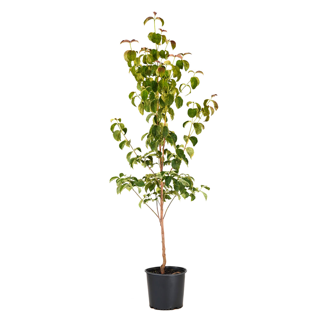A young potted Pink Dogwood tree showing upright branches with vibrant green leaves against a white background