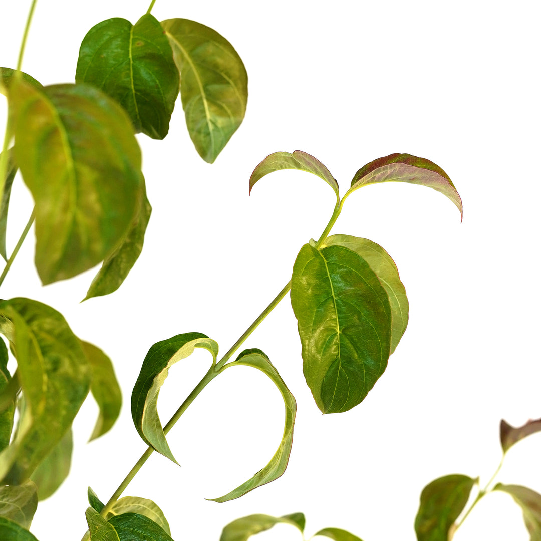 Detailed view of the vibrant green foliage and slender stems of a live Pink Dogwood tree