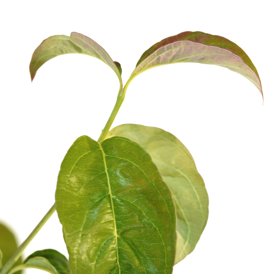 Detailed view of fresh summer foliage on a live Pink Dogwood tree showcasing vibrant green leaves with bronze edges