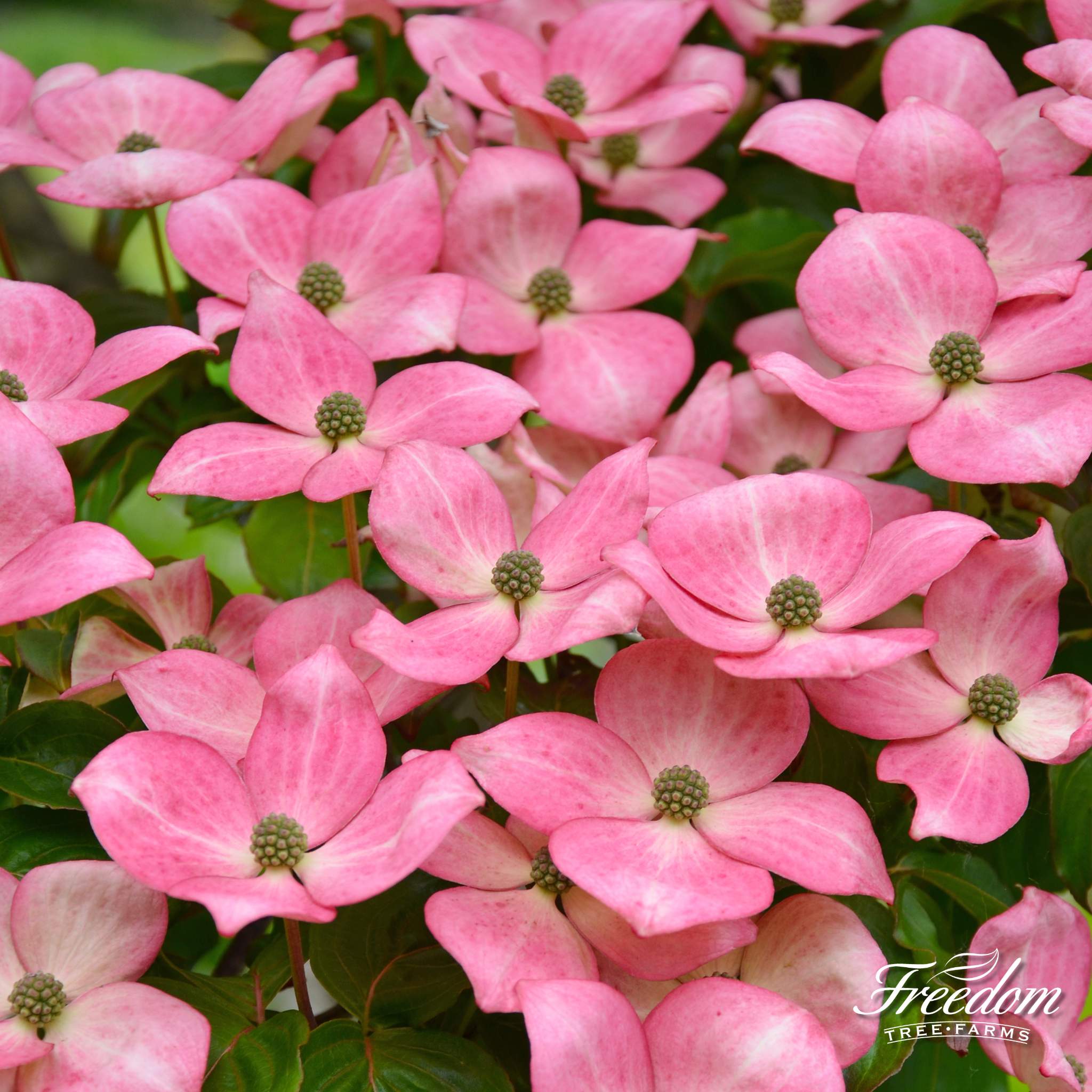 Detailed view of star-shaped bright pink blossoms with small green centers on a live Pink Kousa Dogwood tree