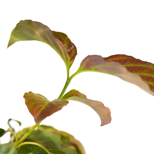 Close-up of unique red-veined leaves on a Ragin Red Dogwood tree branch against a white background