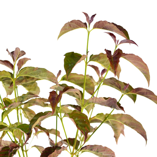 A cluster of Ragin Red Dogwood tree stems with vibrant red and green foliage against a white background