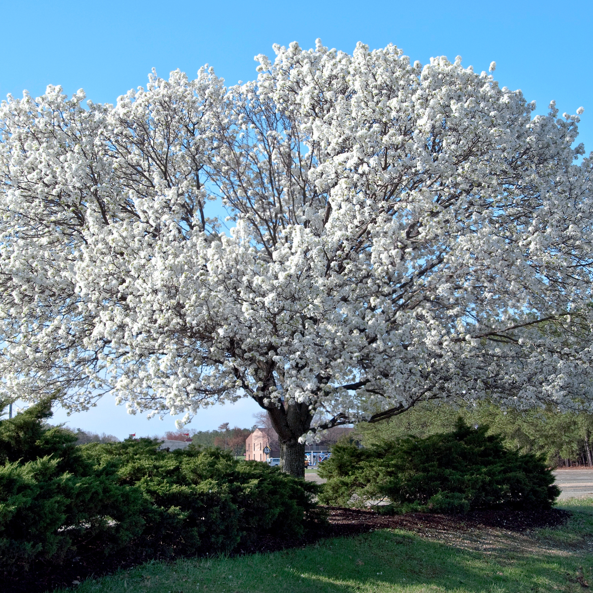 Full landscape view of an established live White Kousa Dogwood tree showcasing a rounded canopy of vibrant white blooms above green shrubs