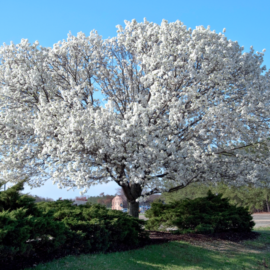 Full landscape view of an established live White Kousa Dogwood tree showcasing a rounded canopy of vibrant white blooms above green shrubs