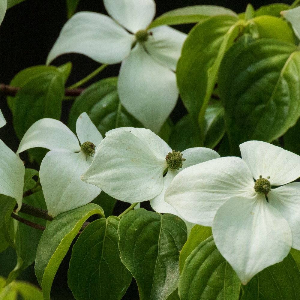 Detailed view of large white star-shaped blooms and vibrant green foliage on a live White Kousa Dogwood tree