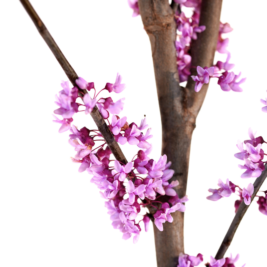 Redbud, Eastern