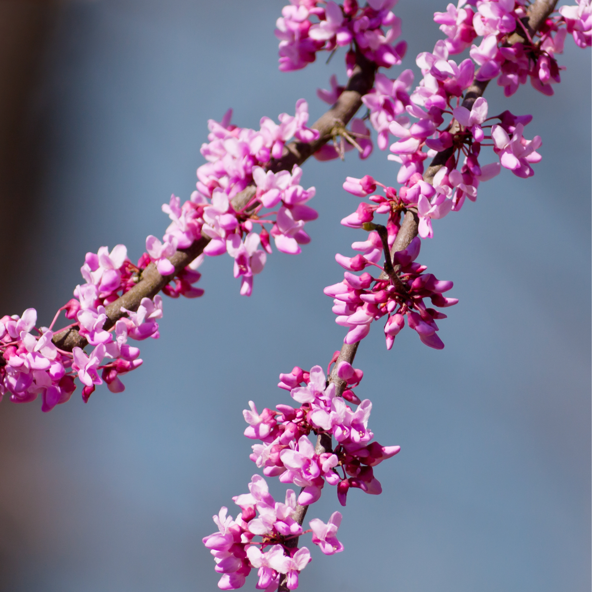 Detailed view of dense clusters of purple-pink spring blossoms on a live Eastern Redbud tree under natural sunlight