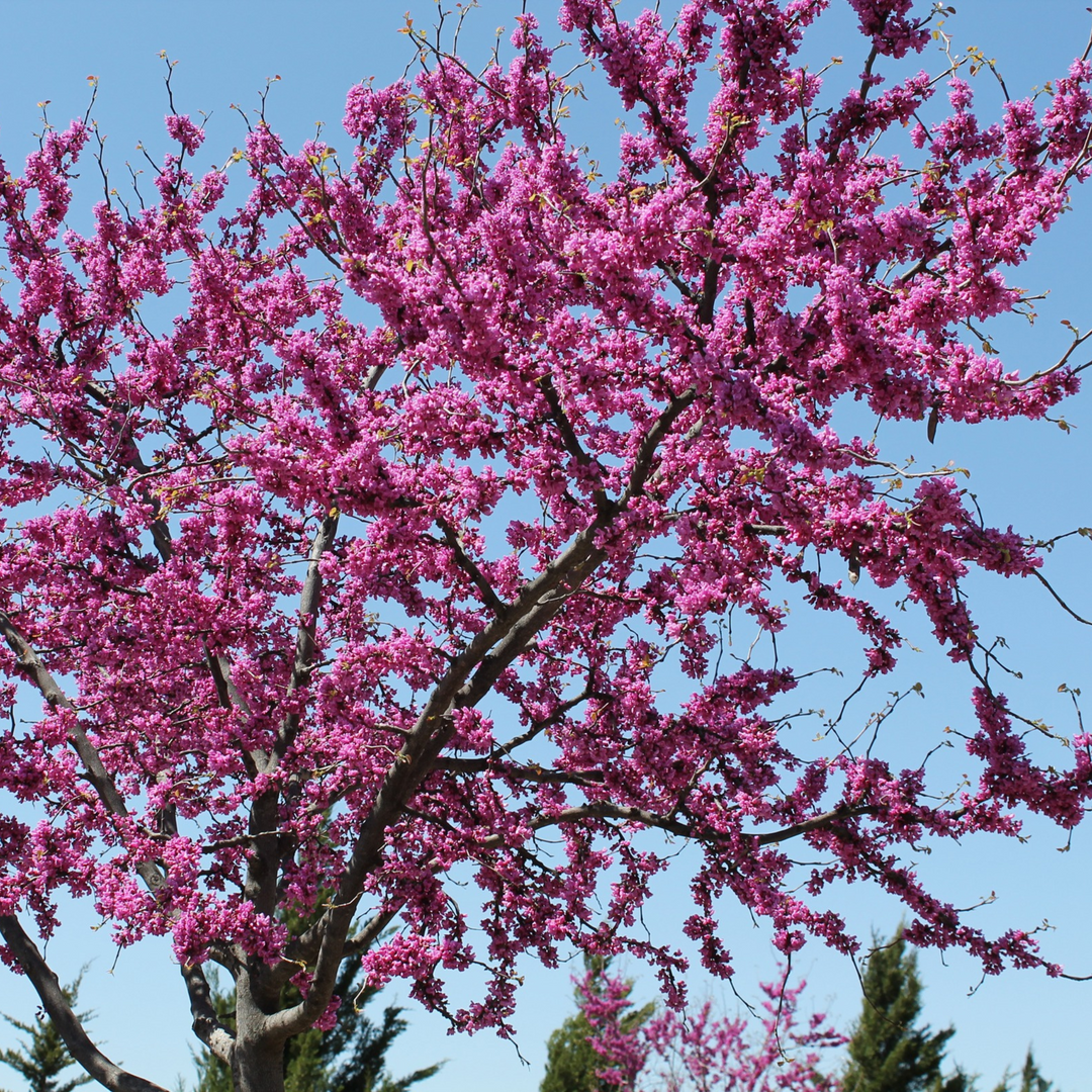 Full landscape view of a blooming live Eastern Redbud tree showcasing a massive canopy of vibrant pink flowers under bright sunlight