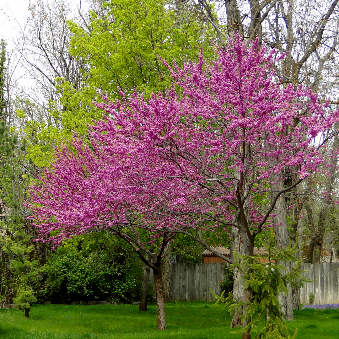 A mature Eastern Redbud tree in full spring bloom with dense pinkish-purple flowers in a backyard landscape